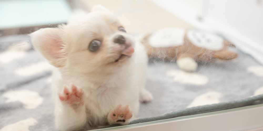 当店のワンちゃんについて